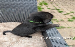Mixed Breed dogs for sale: Golden Shepherd Puppies  - Image 10