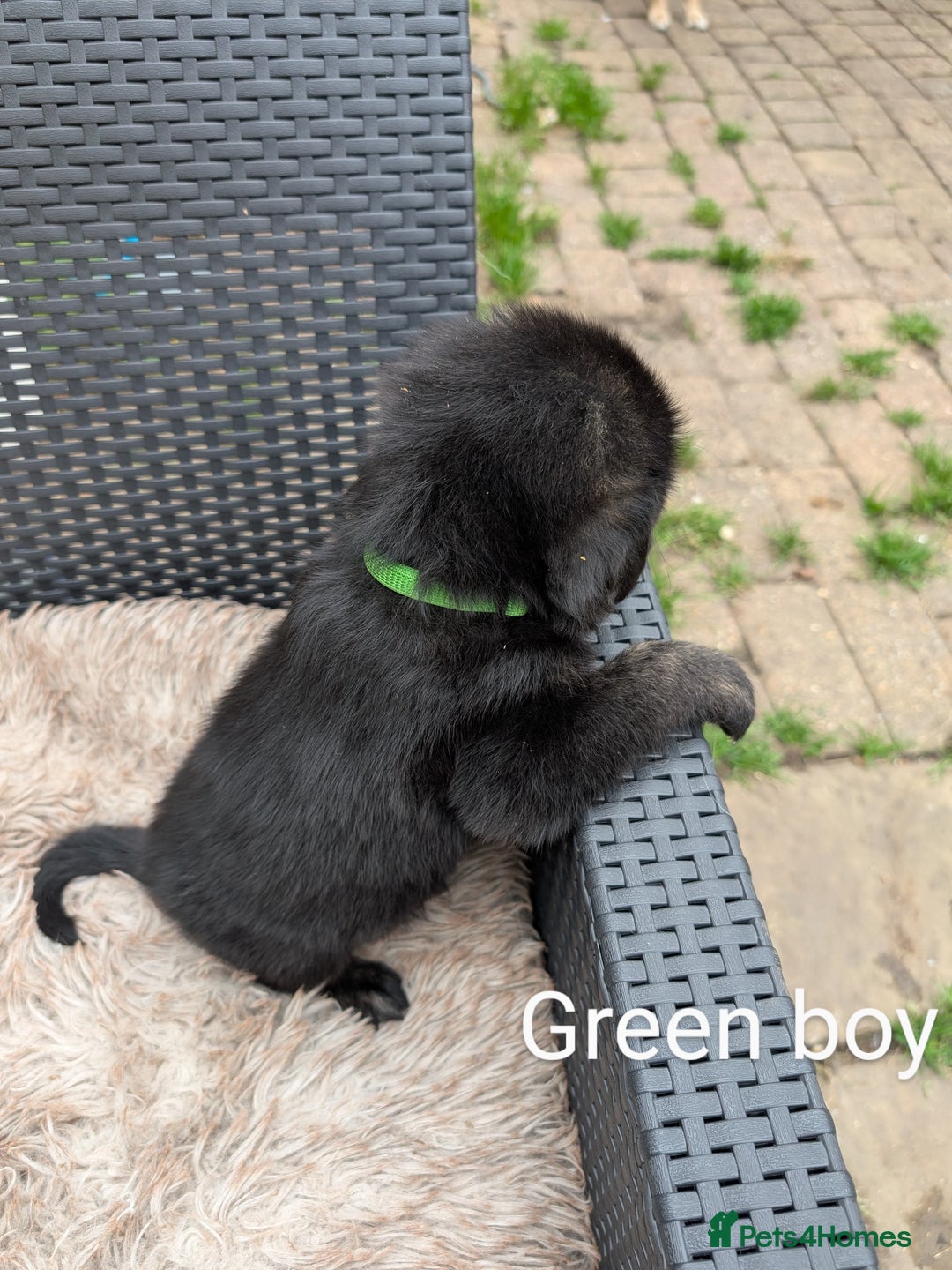Mixed Breed dogs for sale: Golden Shepherd Puppies  - Image 10