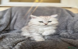 British Longhair cats for sale: Stunning fluffy Maine coon x british longhair  - Image 18