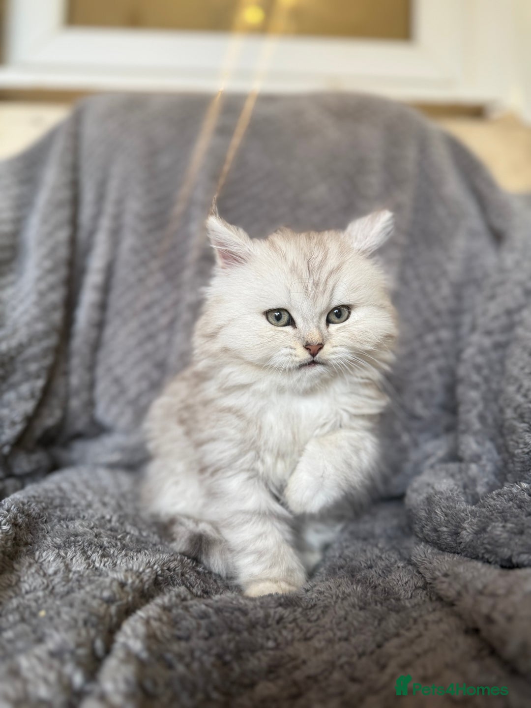 British Longhair cats for sale: Stunning fluffy Maine coon x british longhair  - Image 18