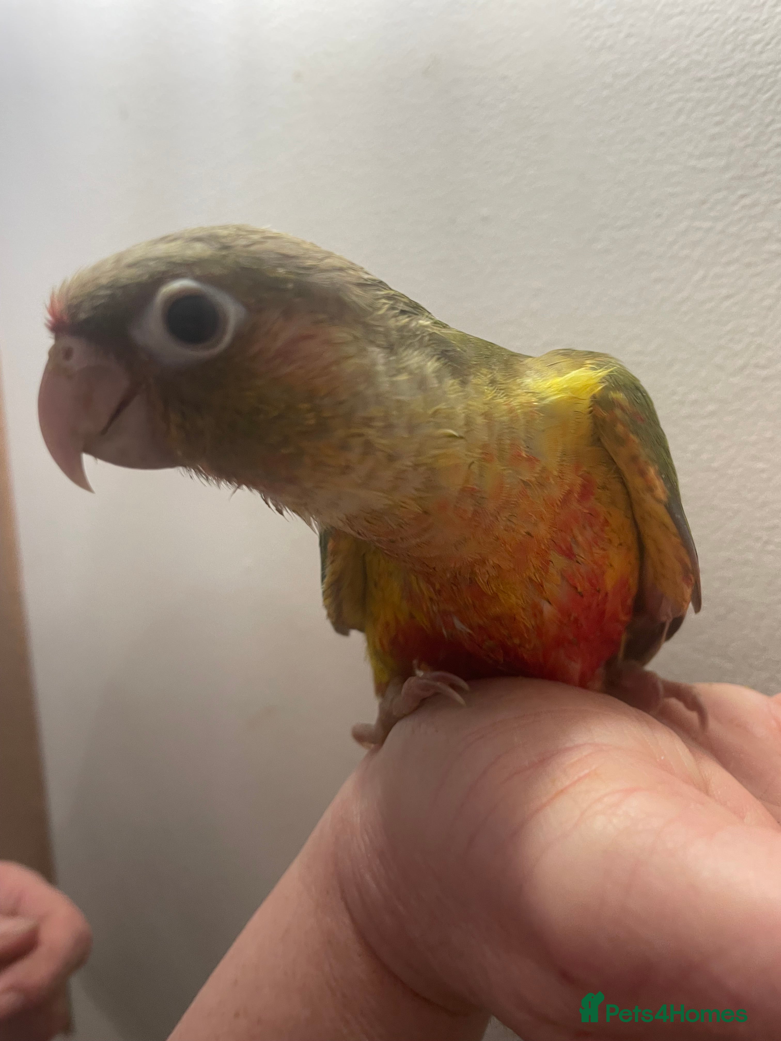Conures birds Hand reared green cheeked conures - Advert 3