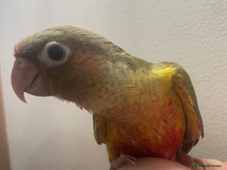 Conures birds Hand reared green cheeked conures - Advert 7