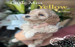 Cockapoo dogs for sale: F1 Cockapoo’s DNA Health Tested Parents - Image 25