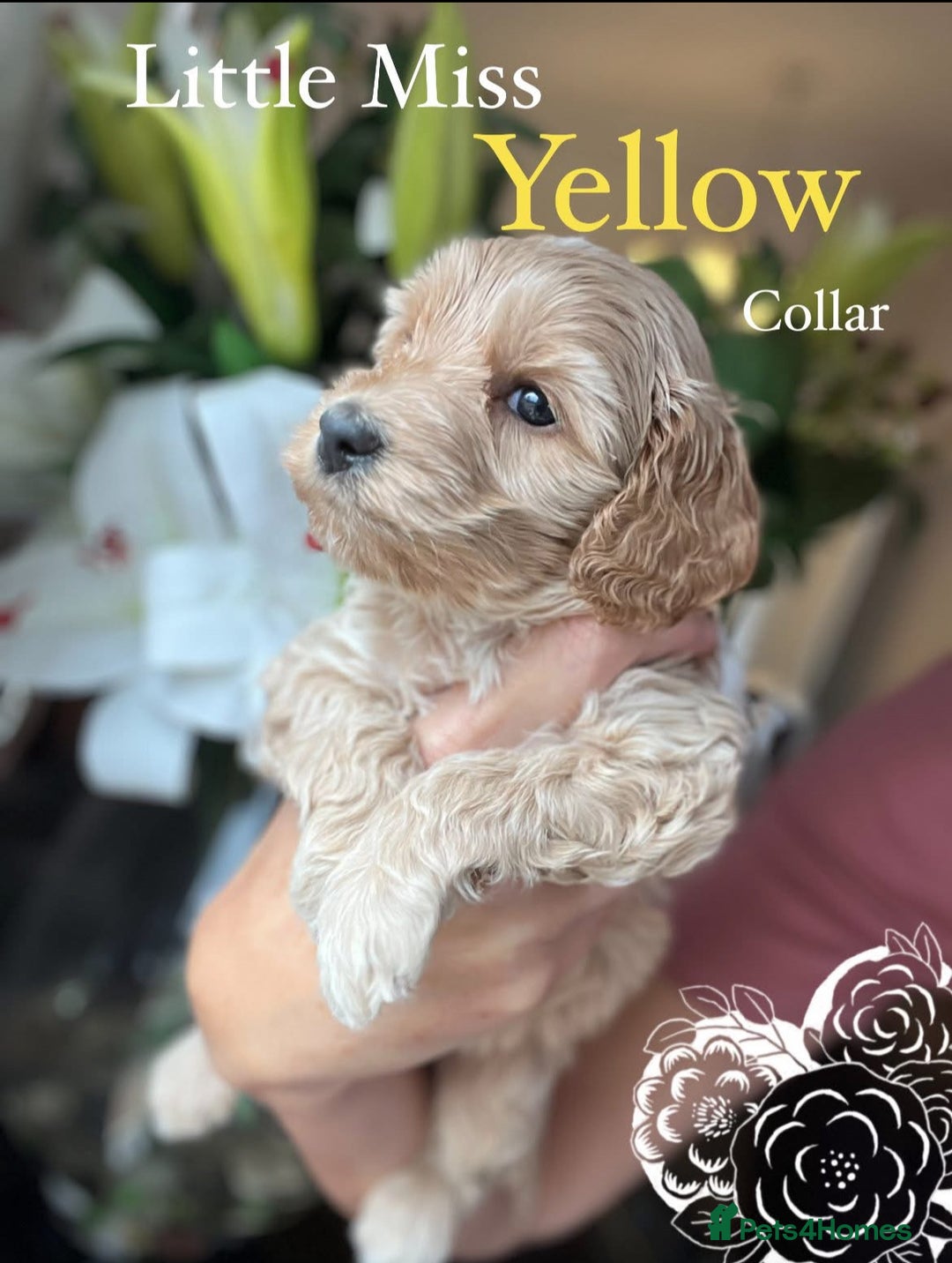 Cockapoo dogs for sale: F1 Cockapoo’s DNA Health Tested Parents - Image 25