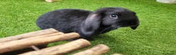 Mini Lop rabbits for sale: Beautiful Mini Lop Mix Rabbits - READY THURSDAY  - Advert 25