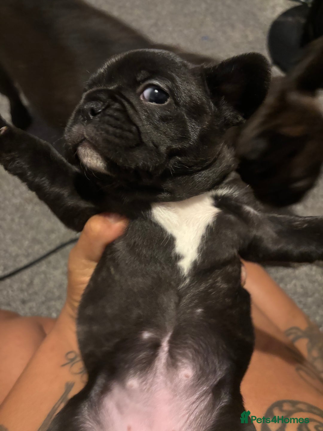 French Bulldog dogs for sale: Black Brindle Frenchie  - Advert 6