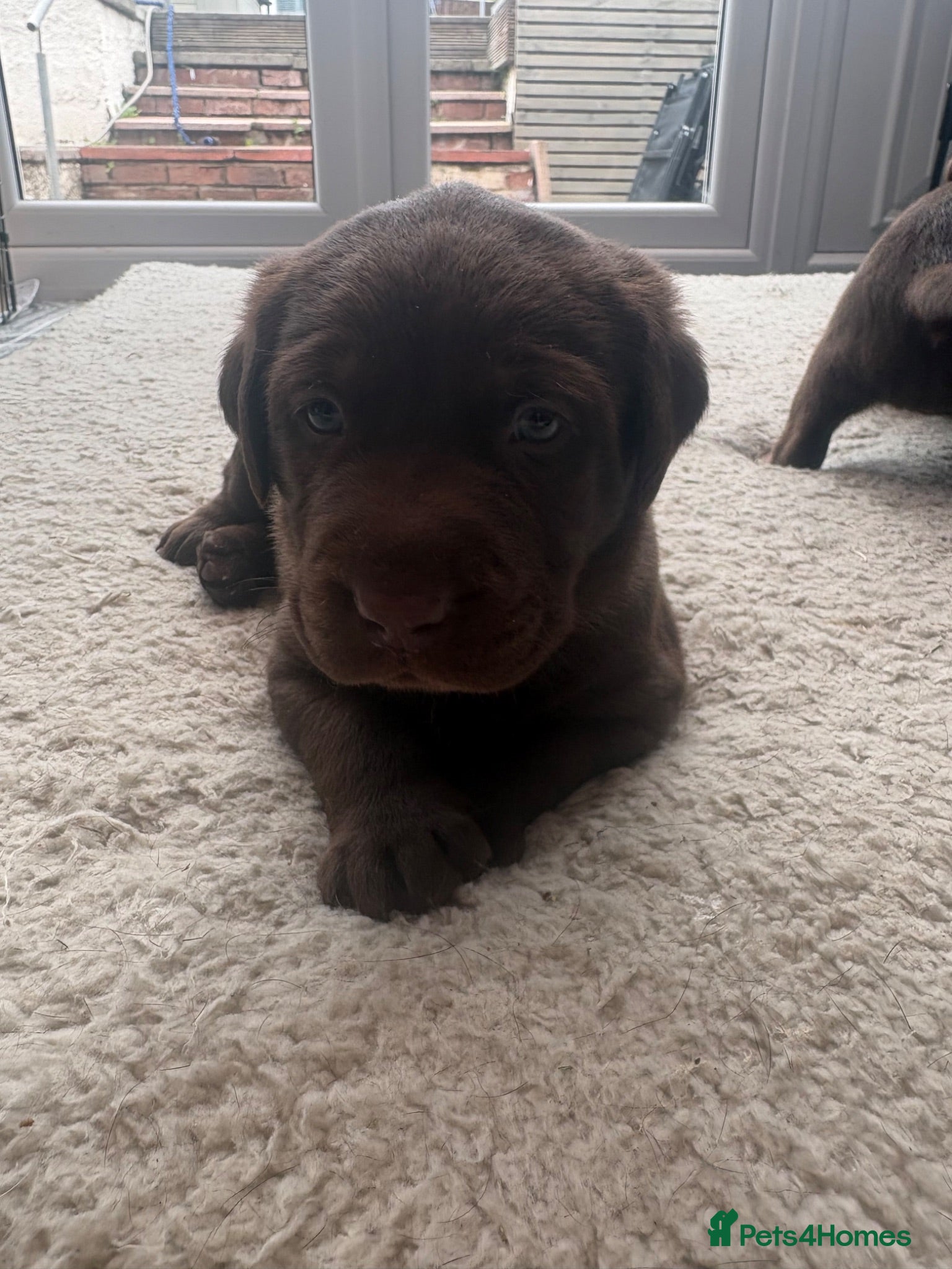 Labrador Retriever dogs 🐾 1 Big Boy Left -  Stunning KC Labrador Puppies  - Advert 4