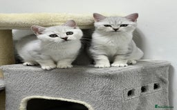 British Shorthair cats for sale: READY NOW ‼️🏆CHAMPIONS Bloodline BSH GCCF. - Image 9