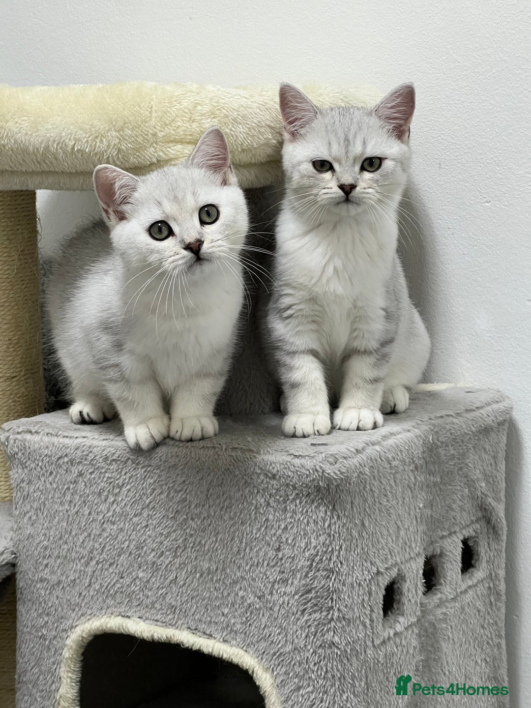 British Shorthair cats for sale: READY NOW ‼️🏆CHAMPIONS Bloodline BSH GCCF. - Image 9
