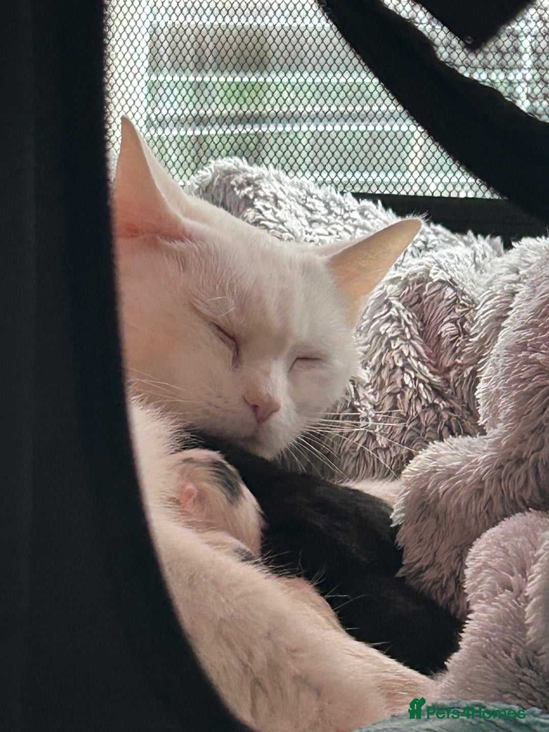 Ragdoll cats for sale: RAGDOLL X RUSSIAN WHITE kittens  - Advert 1