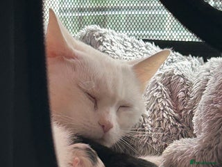 Ragdoll cats RAGDOLL X RUSSIAN WHITE kittens - Advert 1