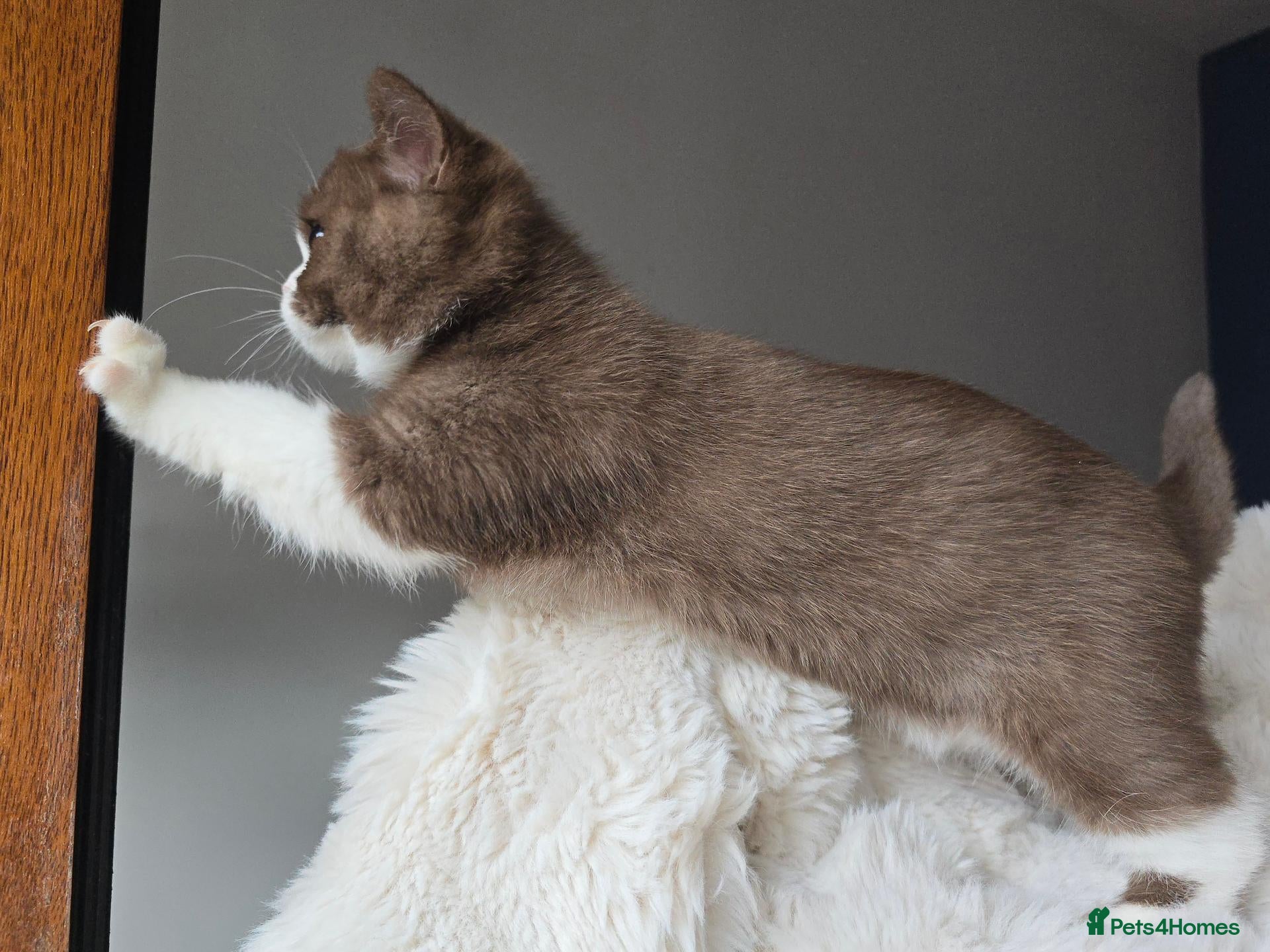 British Shorthair cats Champion Lines British Shorthair Kittens  - Advert 2