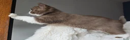 British Shorthair cats for sale: Champion Lines British Shorthair Kittens  - Advert 9
