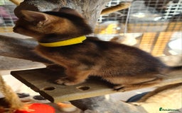 Abyssinian cats for sale: 5 abysinnian pedigree tica registered  - Image 12