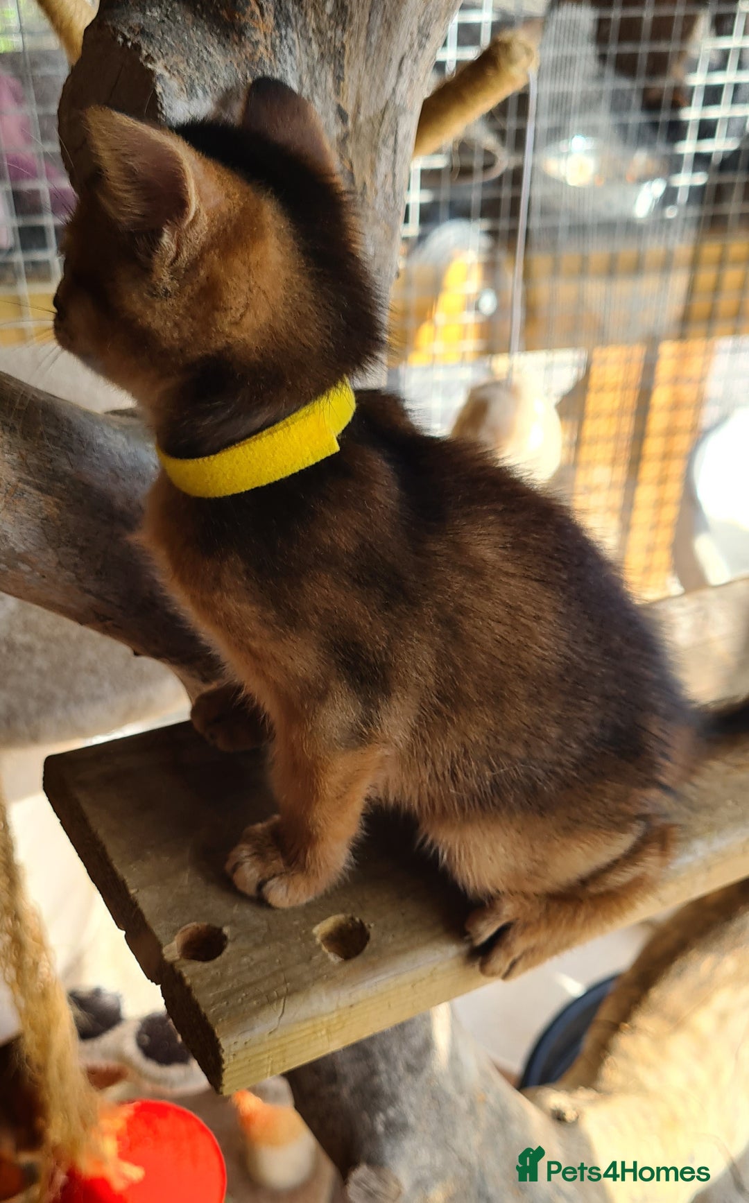Abyssinian cats for sale: 5 abysinnian pedigree tica registered  - Image 12