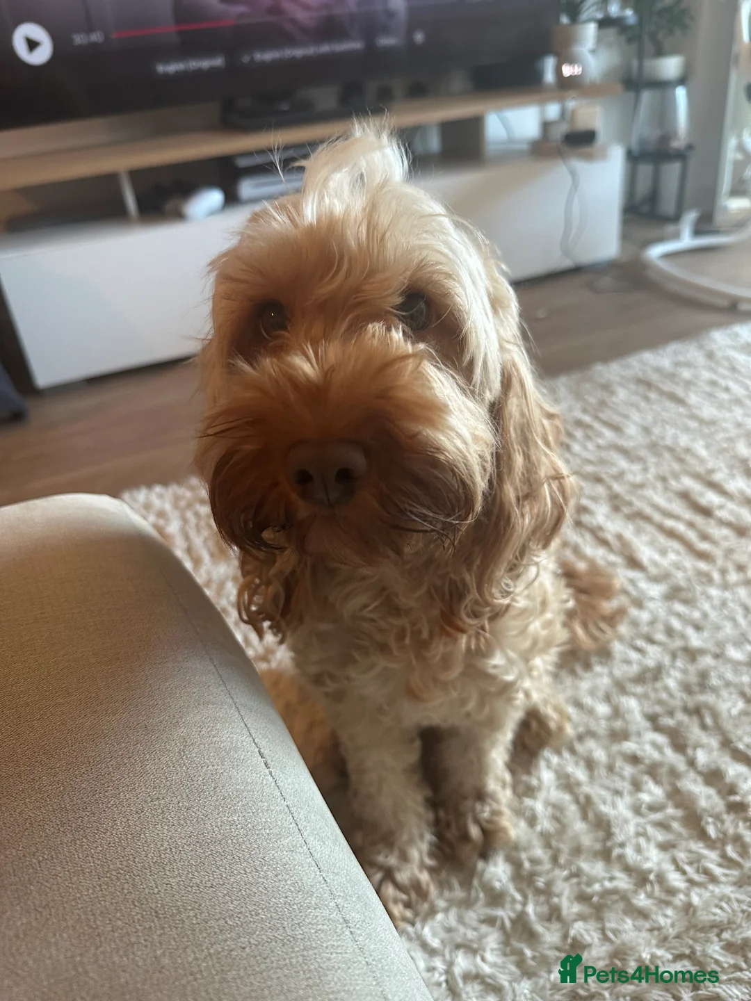 Cockapoo dogs for sale: Female cockapoo rehoming  - Advert 1