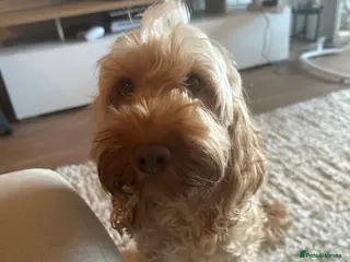 Cockapoo dogs Female cockapoo rehoming - Advert 10