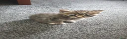 Mixed Breed cats for sale: Kittens  in Derby - Advert 4