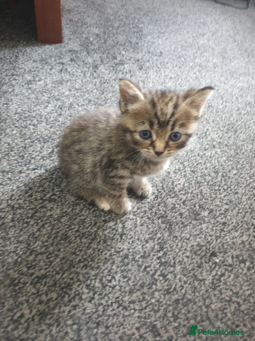 Mixed Breed cats for sale: Kittens  in Derby - Advert 4