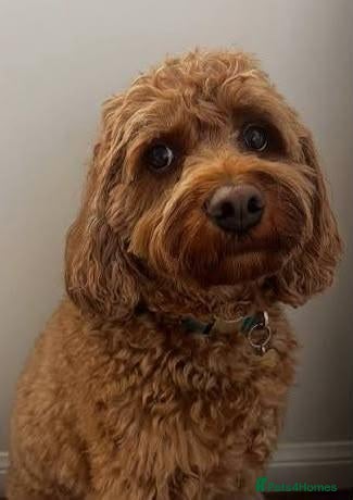 Cavapoo dogs Adorable cavapoo puppies. - Advert 1