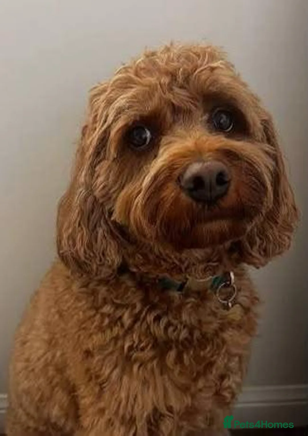 Cavapoo dogs for sale: Adorable cavapoo puppies. in London - Advert 1