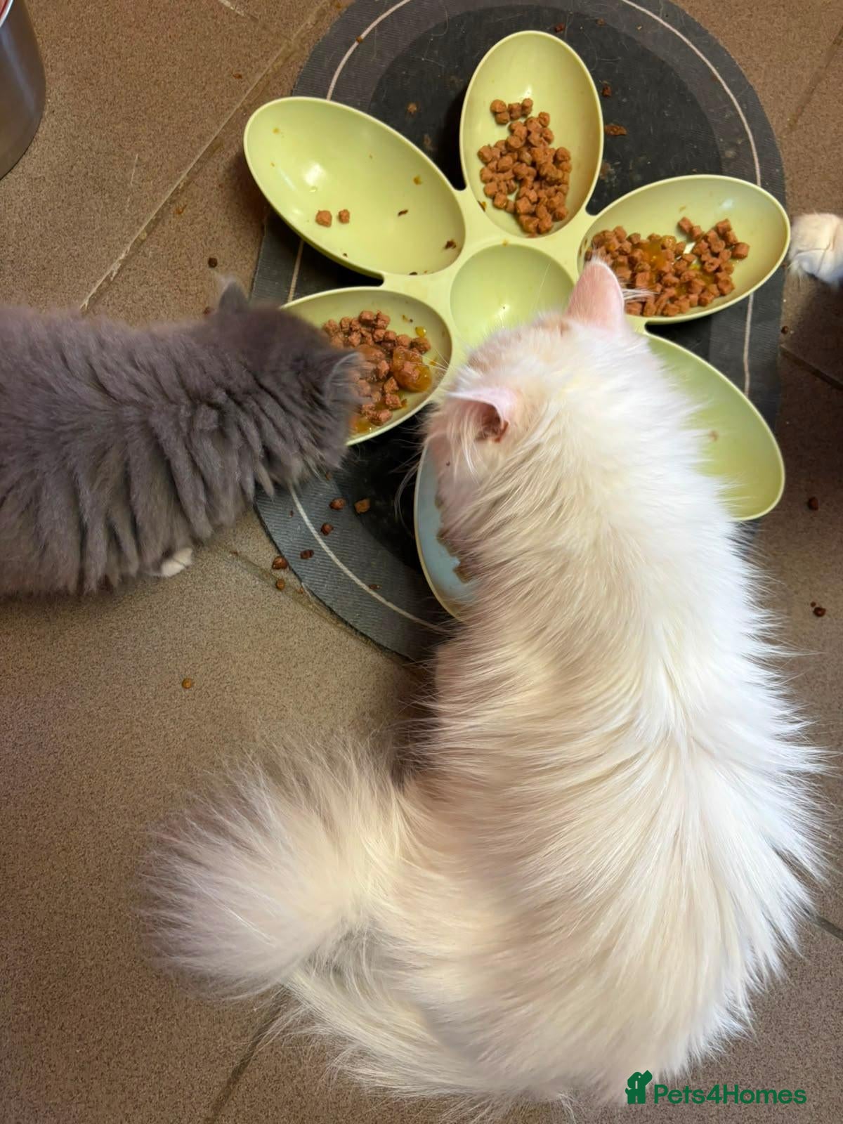 Mixed Breed cats Male Ragdoll/Persian Kitten - Advert 7