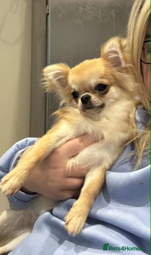 Gallery Image {{count}}