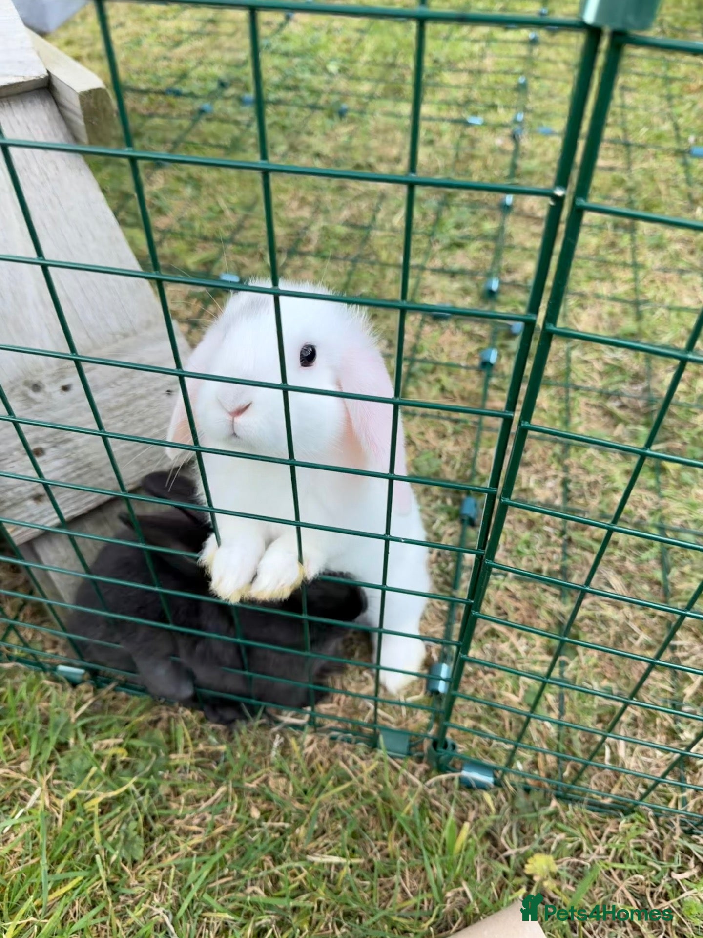 Dwarf Lop rabbits Dwarf Lop Baby Bunnies  - Advert 21