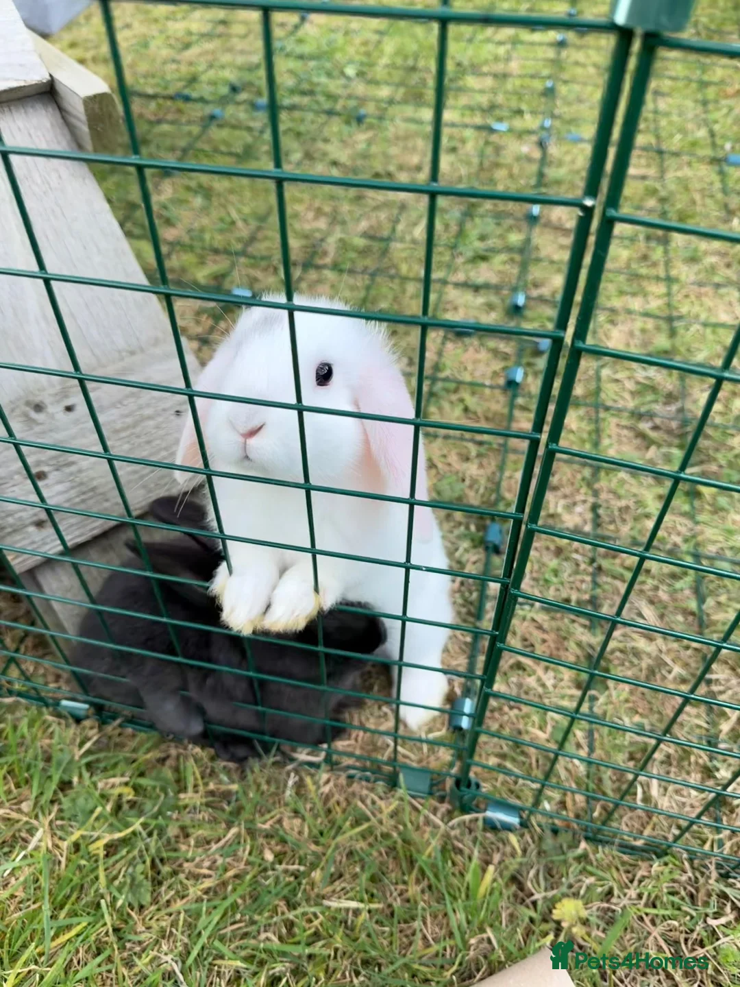 Dwarf Lop rabbits for sale: Dwarf Lop Baby Bunnies  - Advert 1