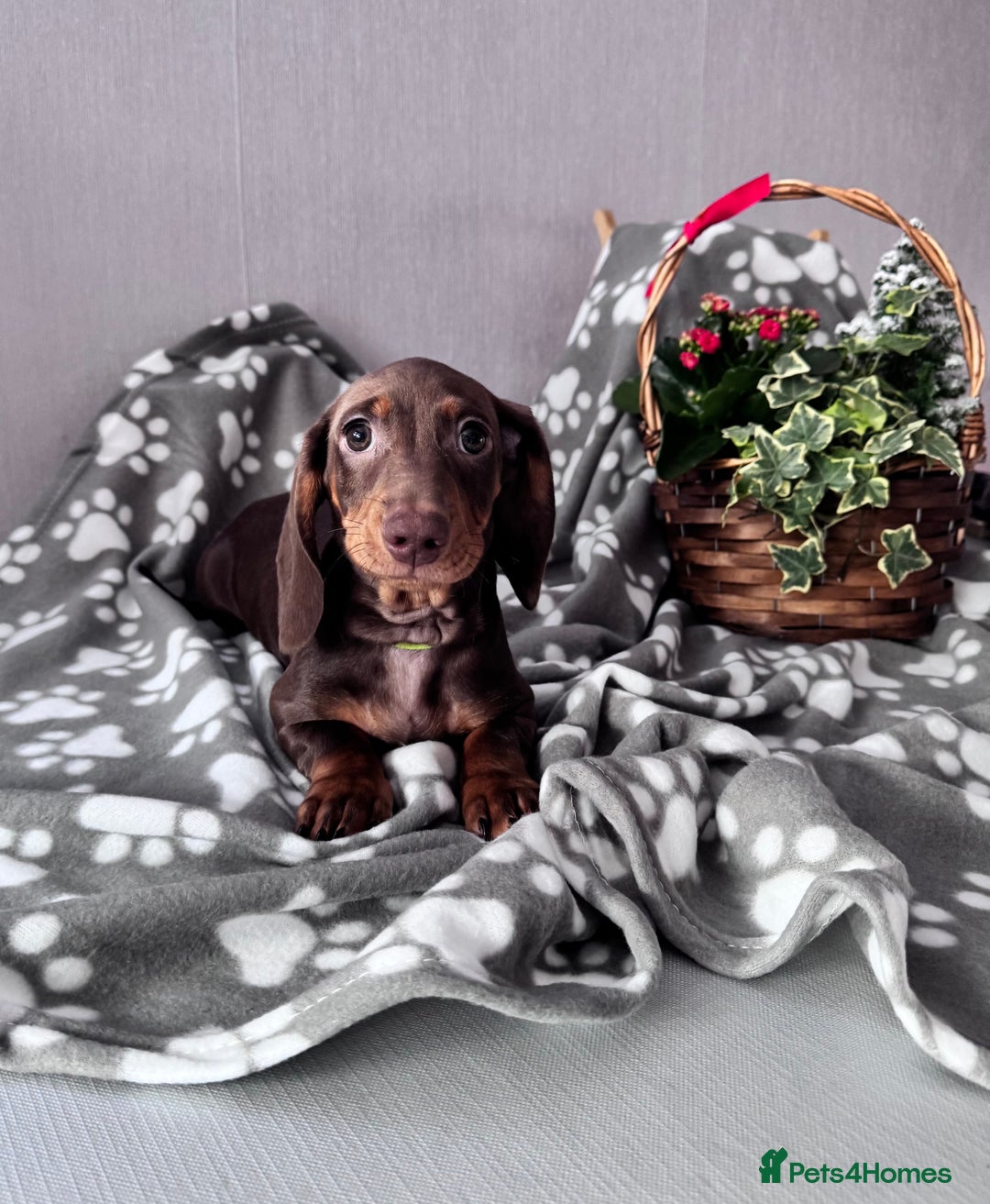 Miniature Dachshund dogs for sale: 🐾READY NOW-1 Boy 🐾 KC Miniature Dachshund  - Advert 13