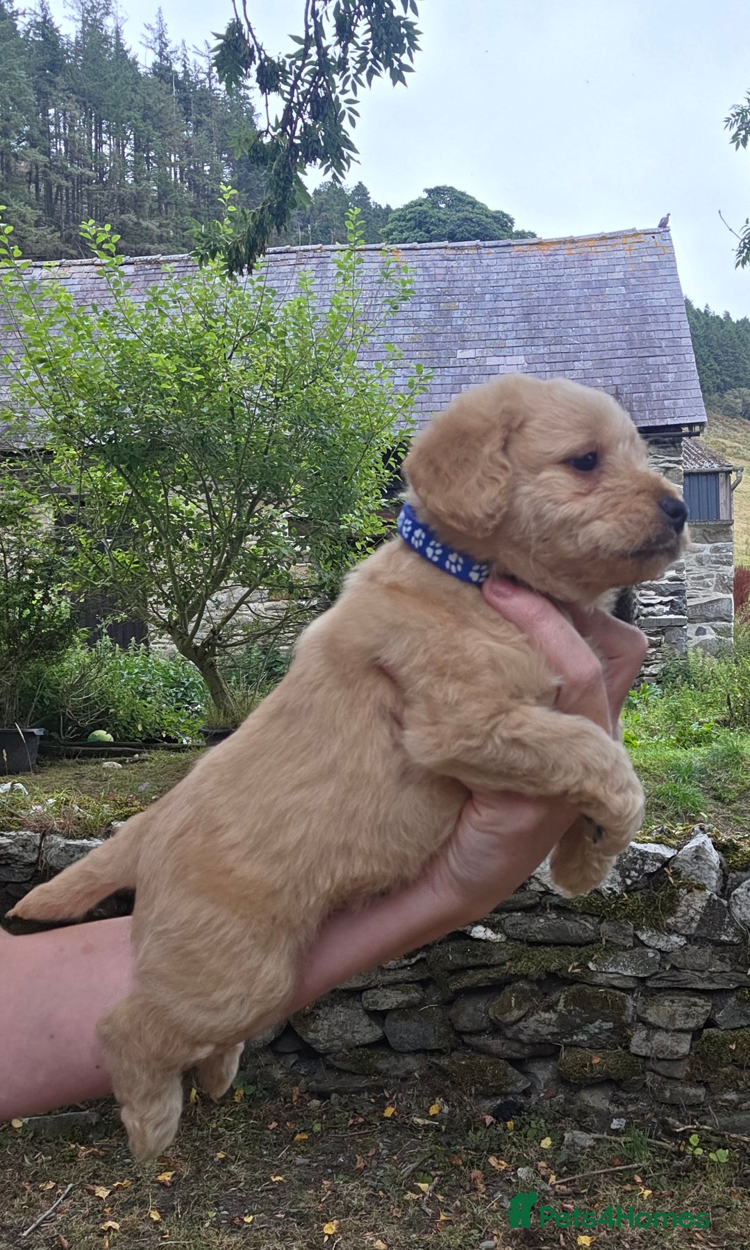 Jackapoo dogs for sale: Jackapoo puppies - Image 6