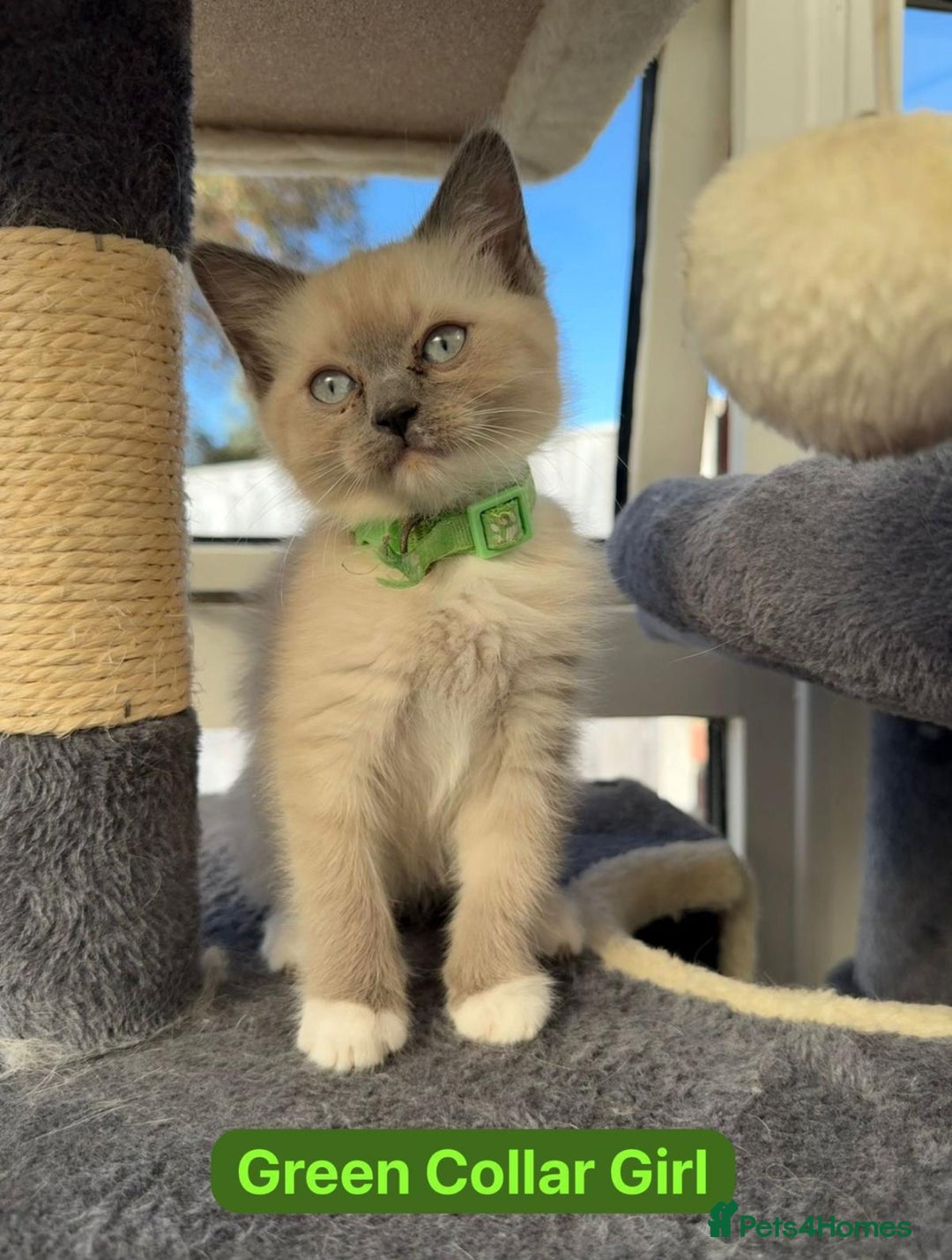 Ragdoll cats for sale: Gorgeous Championship Line Ragdoll kittens. - Advert 1