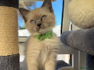 Ragdoll cats Gorgeous Championship Line Ragdoll kittens. - Advert 16