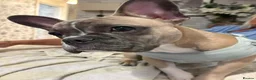 French Bulldog dogs for sale: French bulldog  - Advert 4
