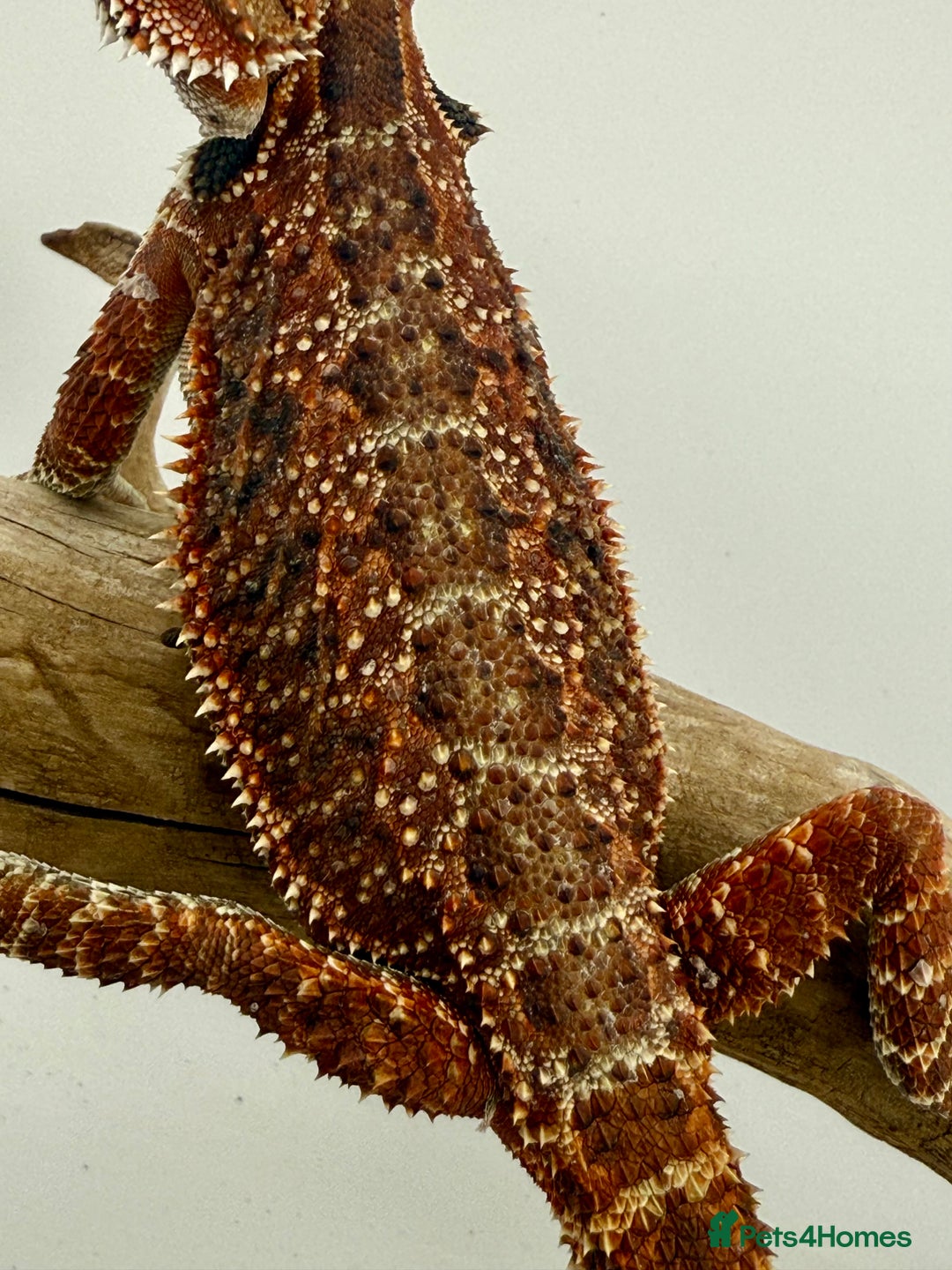 Bearded Dragon reptiles for sale: Bearded Dragon Red Monster line in Sutton - Advert 2