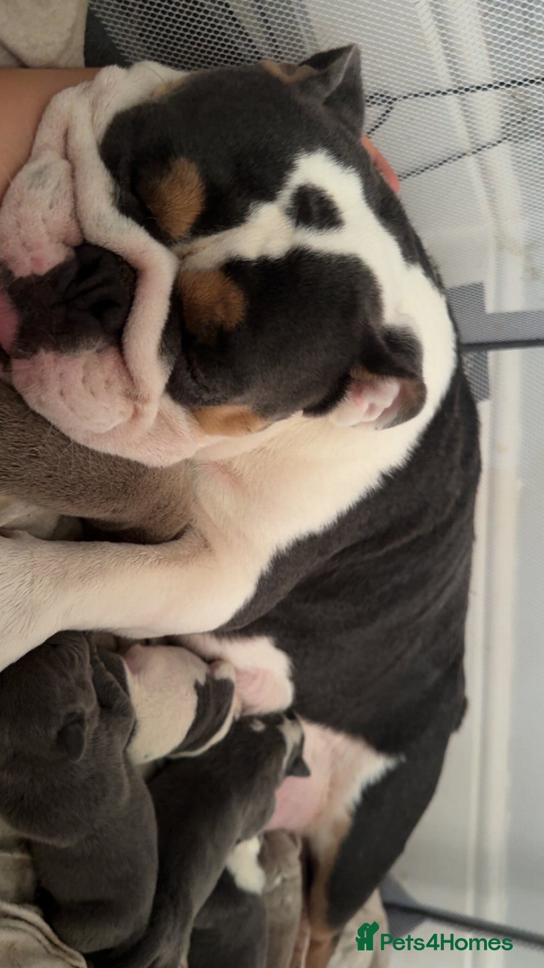 Mixed Breed dogs for sale: Olde pocket bully/ mixed bully  - Image 5