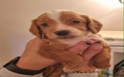 Cocker Spaniel dogs for sale: Gorgeous Health Tested Working Cocker Spaniels - Image 28
