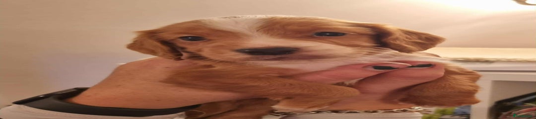 Gold Boy (Red Collar)