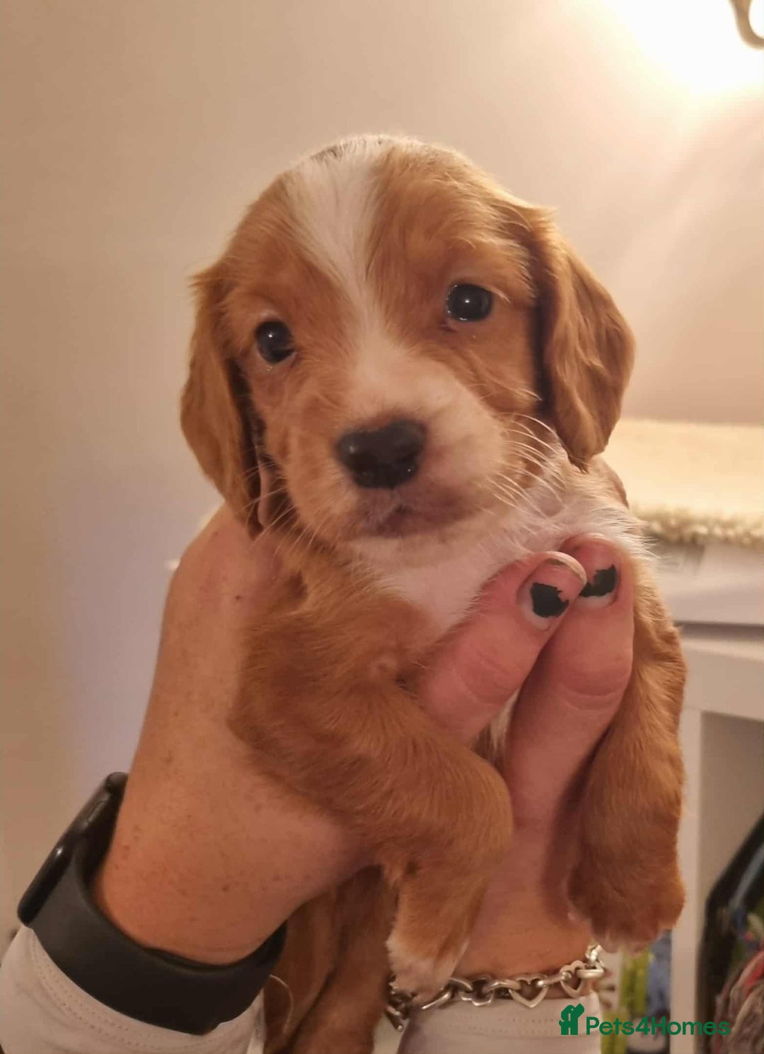 Cocker Spaniel dogs for sale: Gorgeous Health Tested Working Cocker Spaniels - Image 28