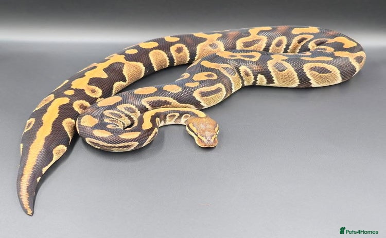 Python Snake reptiles - Advert 4