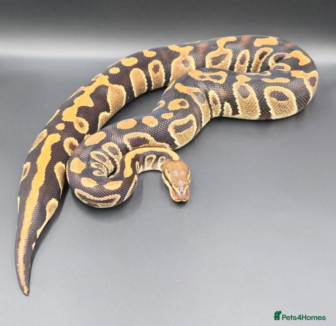 Python Snake reptiles for sale: Stunning Chocolate Hurricane het Clown Ball Python - Image 1