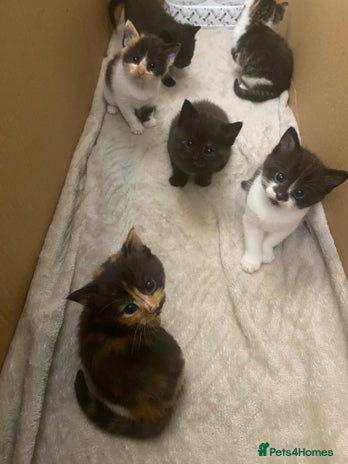 Mixed Breed cats - Advert 16