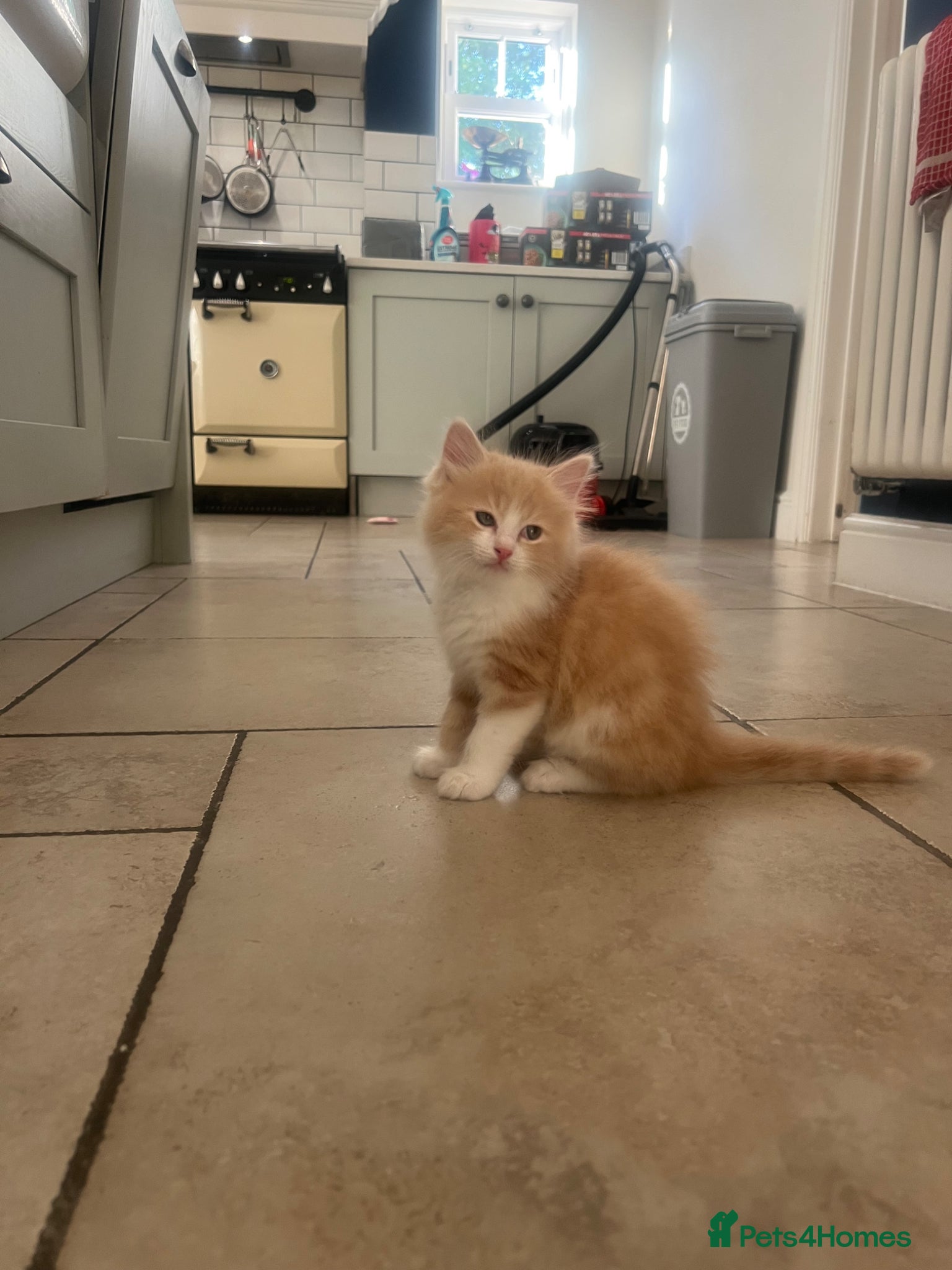 Mixed Breed cats for sale: Beautiful Female Ragdoll Mix Kitten - Advert 6