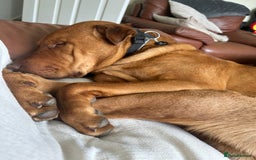Mixed Breed dogs for sale: Mixed breed 2 year old - Image 5
