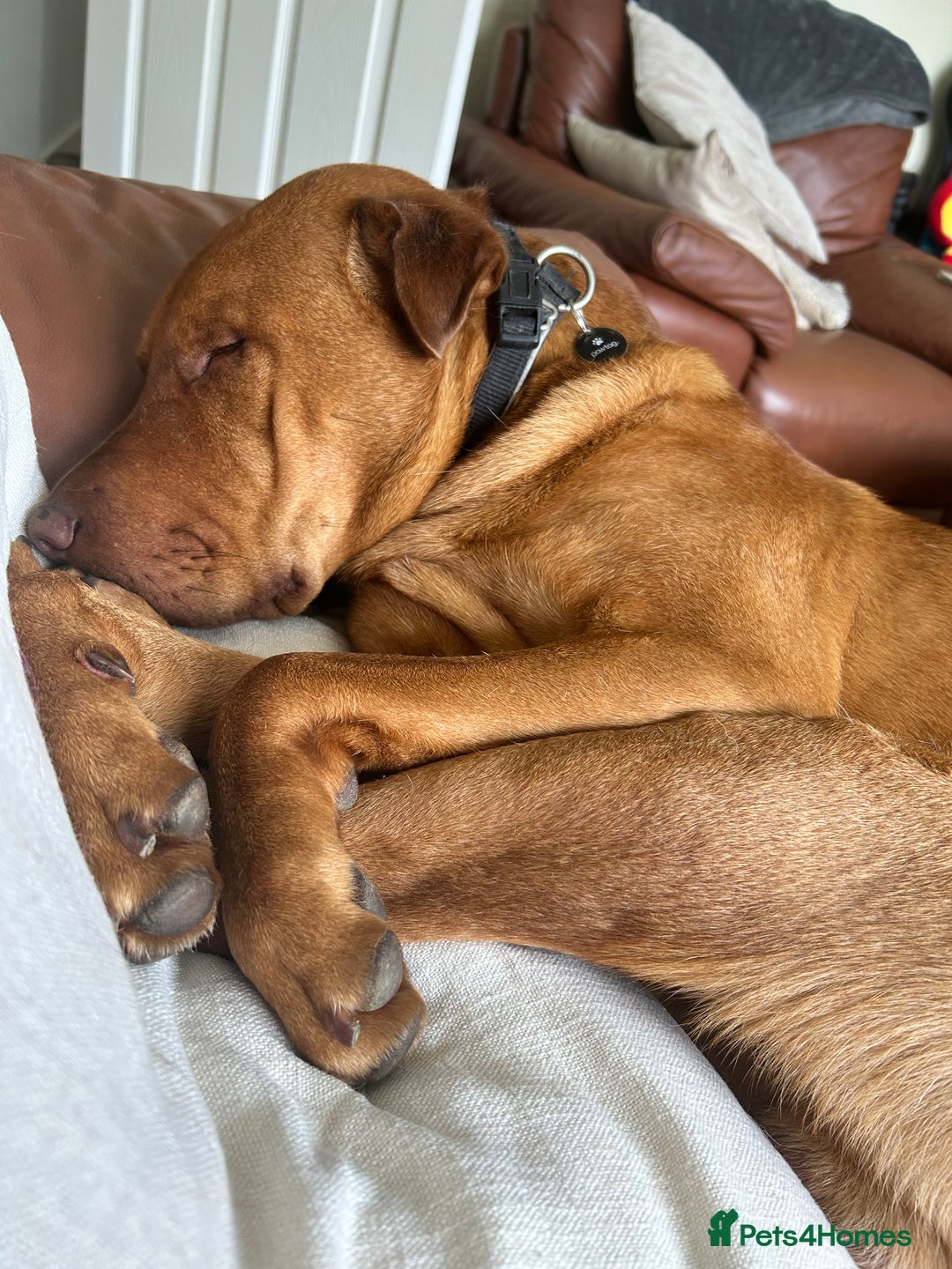 Mixed Breed dogs for sale: Mixed breed 2 year old - Image 5