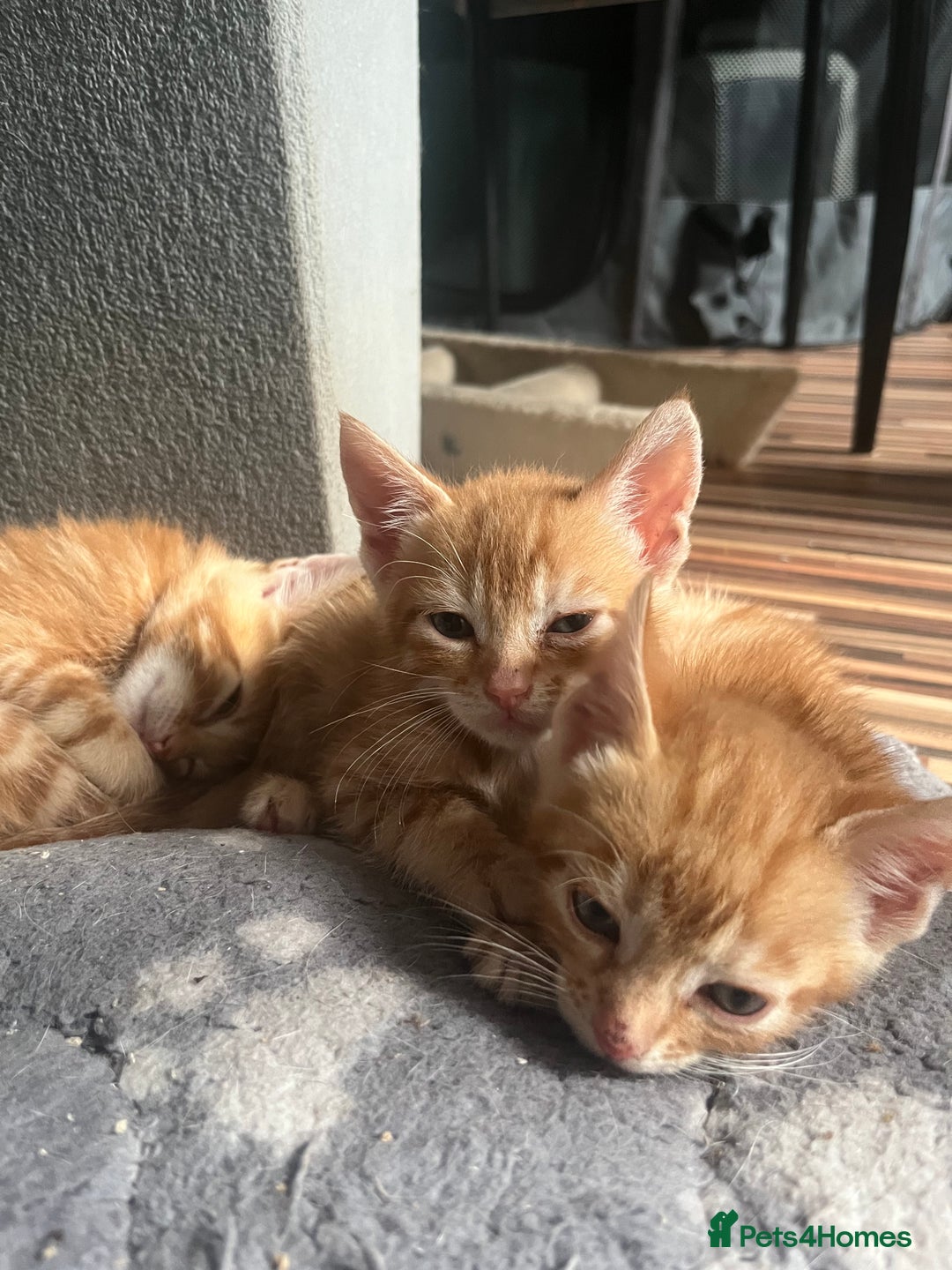 Bengal cats for sale: Bengal Kittens - Image 12