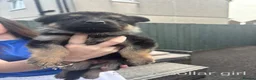 German Shepherd dogs for sale: German Shepherd Puppies  - Advert 5