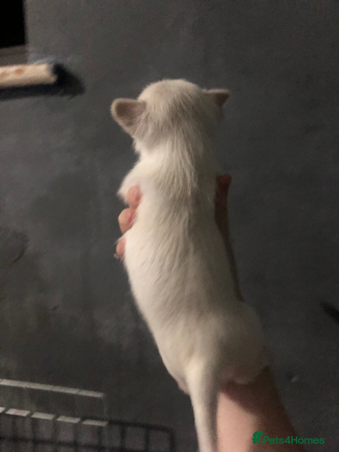 Pomchi dogs for sale: 🐾MALE POMCHI PUPPIES🐾 - Advert 19