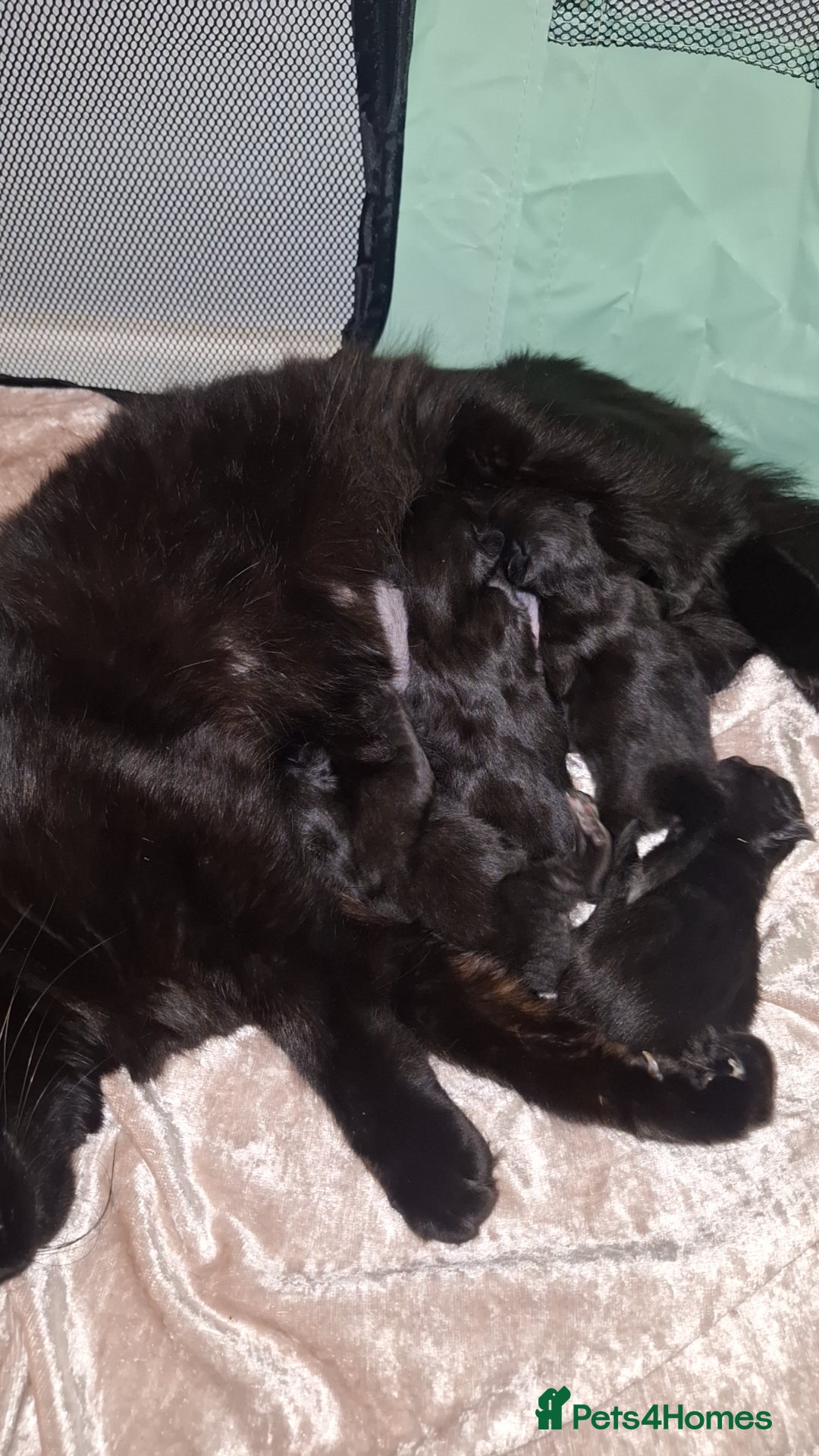 Ragdoll cats for sale: Ragdoll x Norwegian Forest x DHC - Image 18