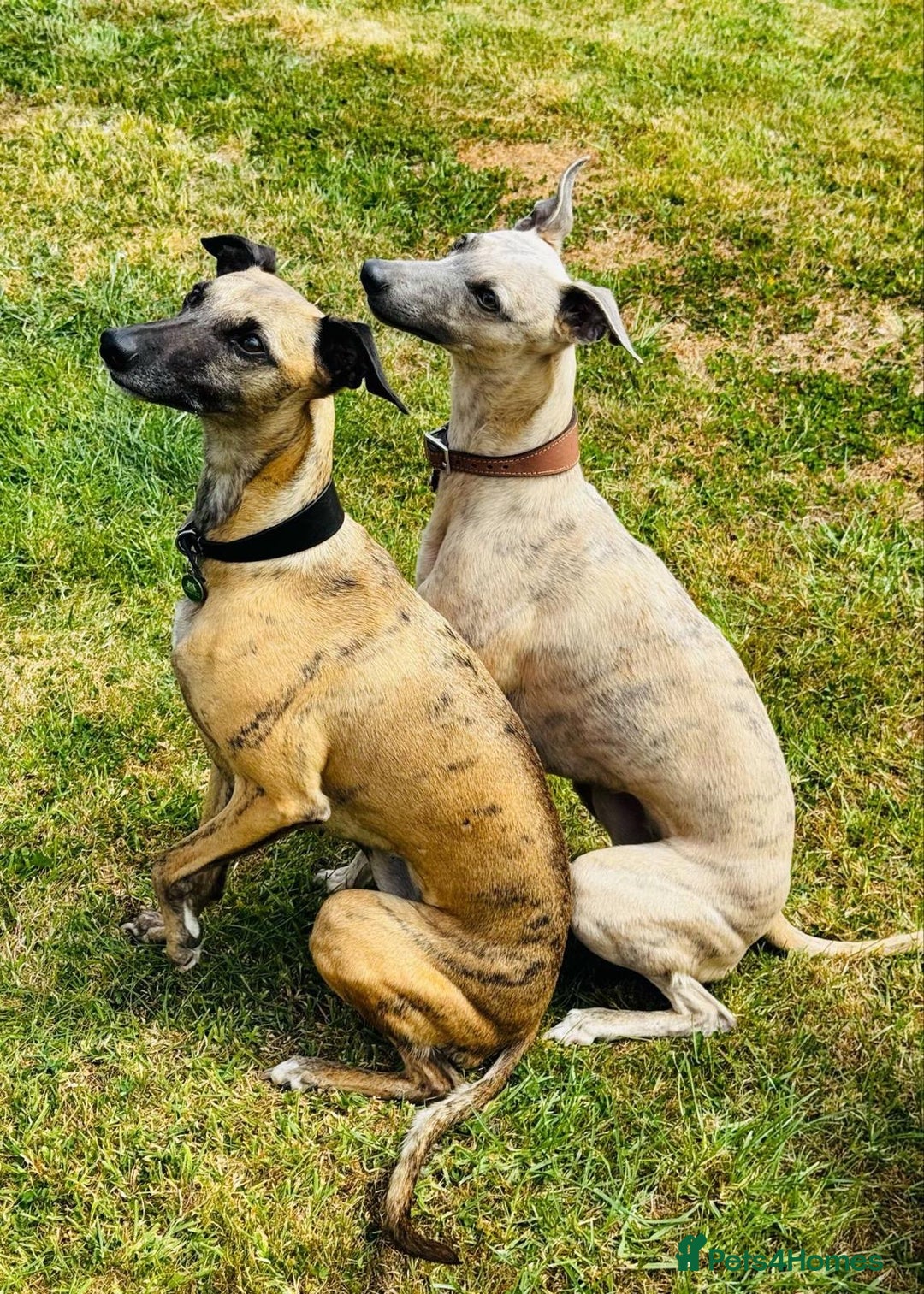 Whippet dogs for sale: Adorable home bred KC whippets - Image 4